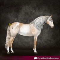 Horse Color:Gray Palomino Varnish 
