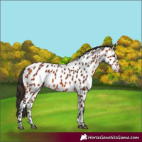 Horse Color:Bay Appaloosa