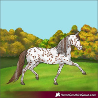 Horse Color:Chestnut Appaloosa