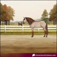 Horse Color:Red Dun 