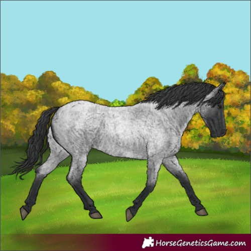 Horse Color:Blue Roan 