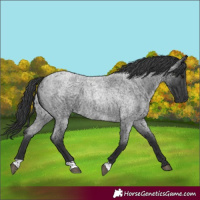 Horse Color:Blue Roan 