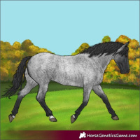 Horse Color:Blue Roan 