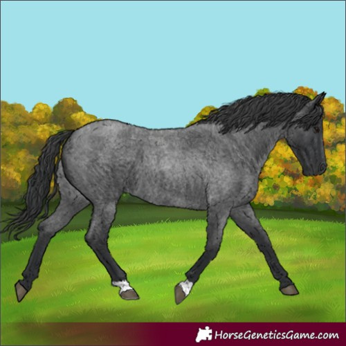 Horse Color:Blue Roan 