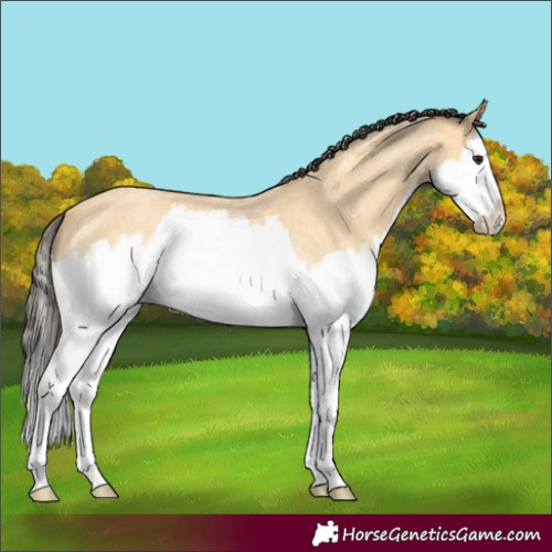 Horse Color:Buckskin Roan Splash 