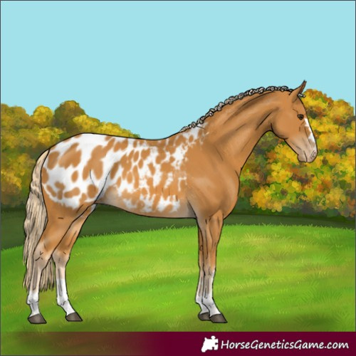 Horse Color:Palomino Appaloosa