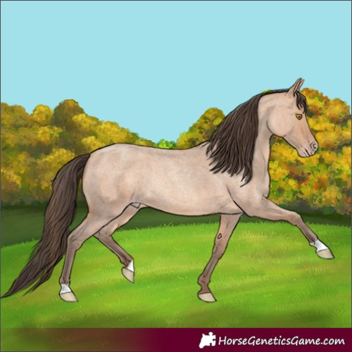 Horse Color:Amber Champagne Roan Rabicano 