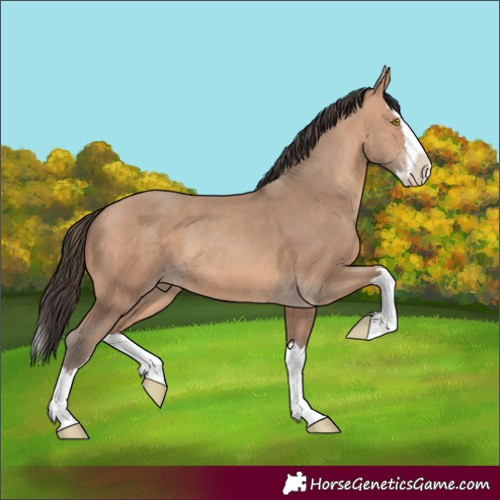 Horse Color:Amber Champagne Splash 