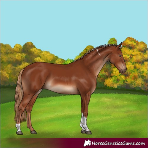 Horse Color:Chestnut Tobiano Rabicano 