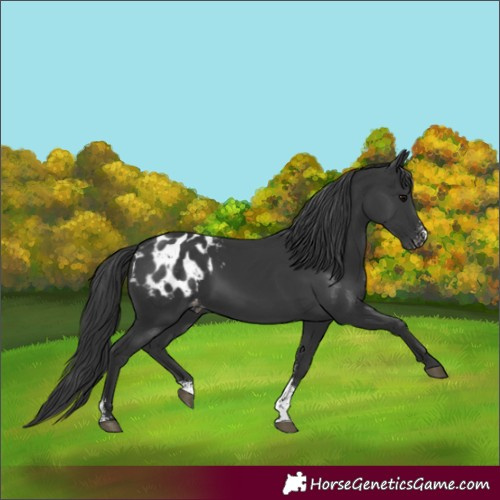 Horse Color:Black Sabino Appaloosa 