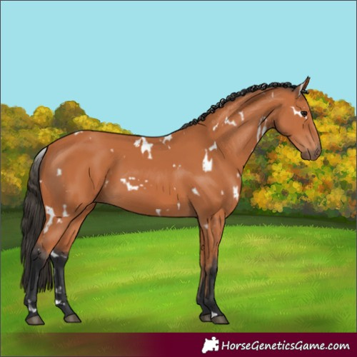 Horse Color:White Spotted Bay 