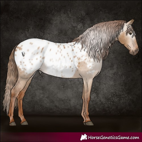 Horse Color:Gray Red Dun Blanket 