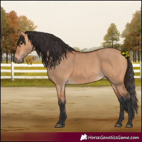 Horse Color:Bay Dun 