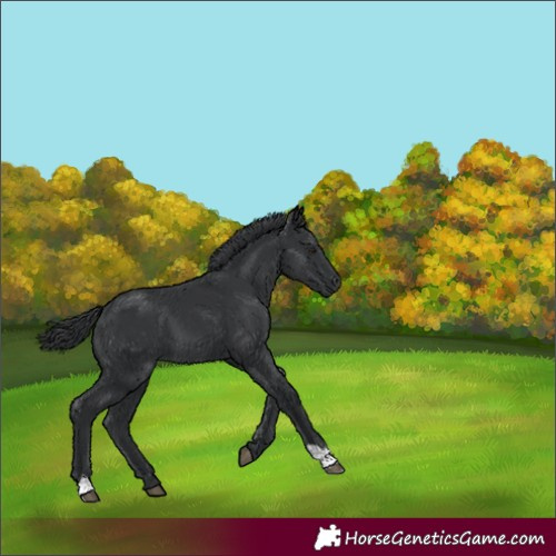 Horse Color:Black 