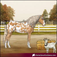 Horse Color:Palomino Near Leopard 