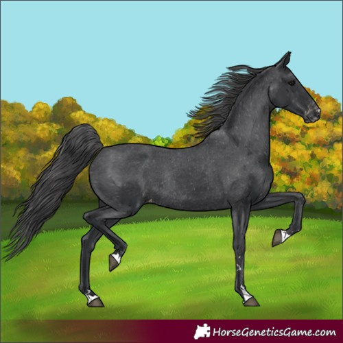 Horse Color:Black Appaloosa Rabicano 