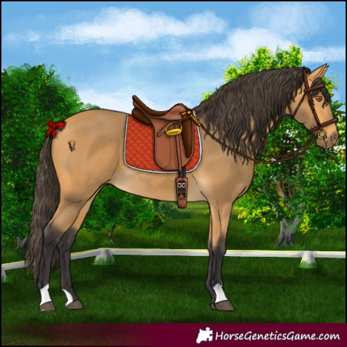 Horse Color:Buckskin 