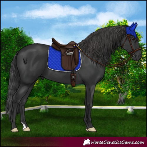 Horse Color:Black 
