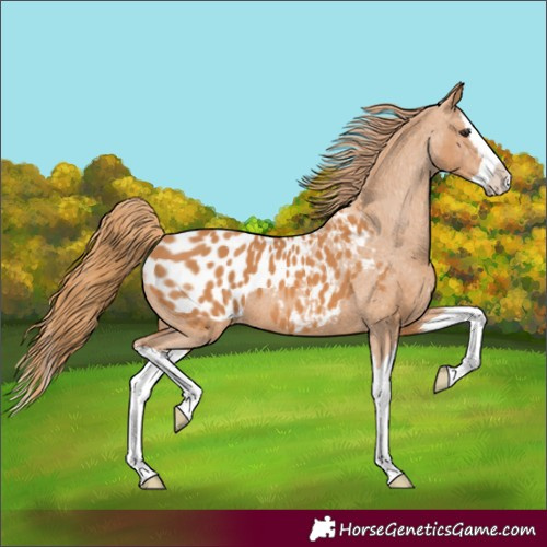 Horse Color:Chestnut Splash Appaloosa 