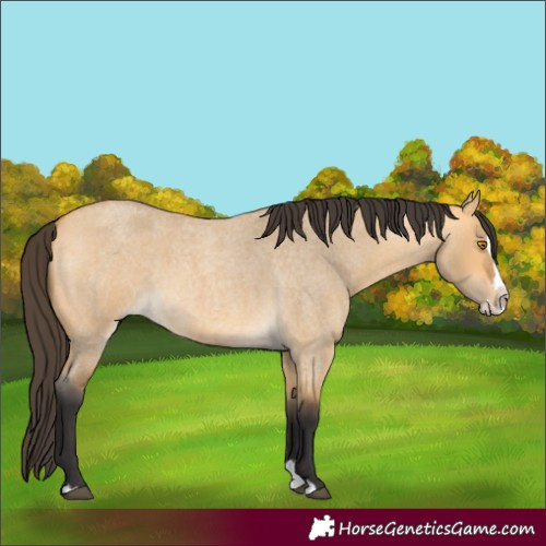 Horse Color:Buckskin Roan Dun Splash 