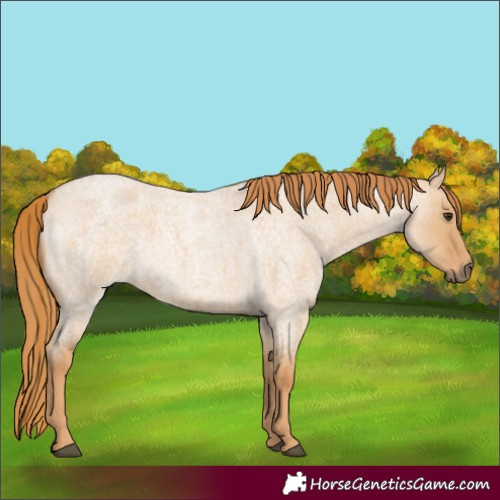 Horse Color:Red Dun Roan 