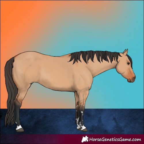 Horse Color:Bay Dun 