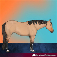 Horse Color:Bay Dun 