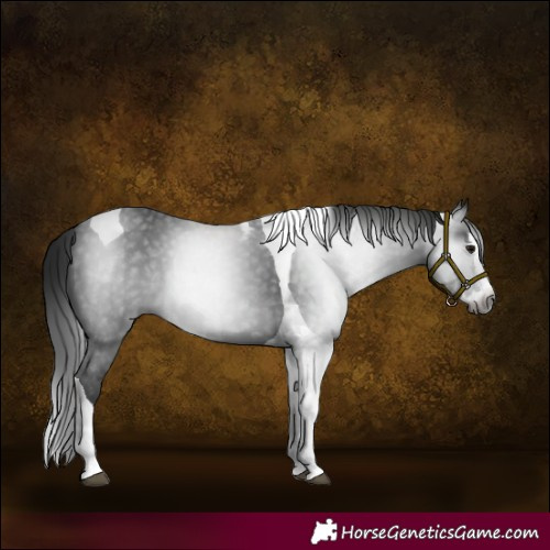 Horse Color:Gray Smoky Black Splash Tobiano 