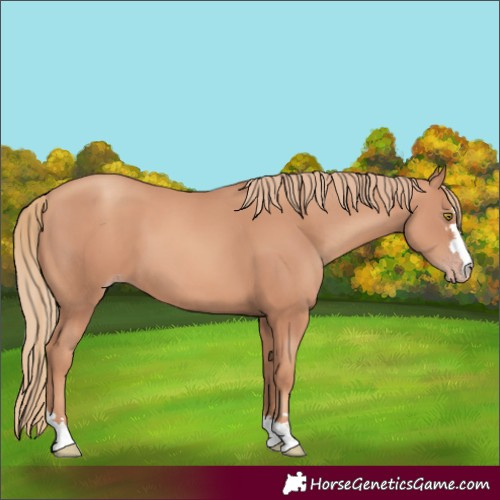 Horse Color:Gold Champagne 