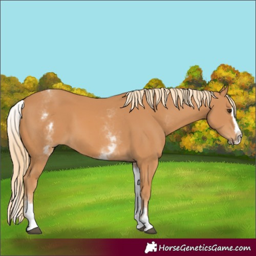 Horse Color:White Spotted Chestnut Splash 