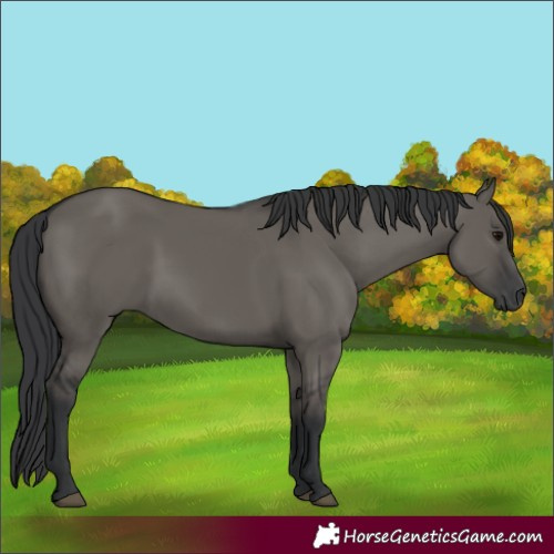 Horse Color:Grullo Rabicano 