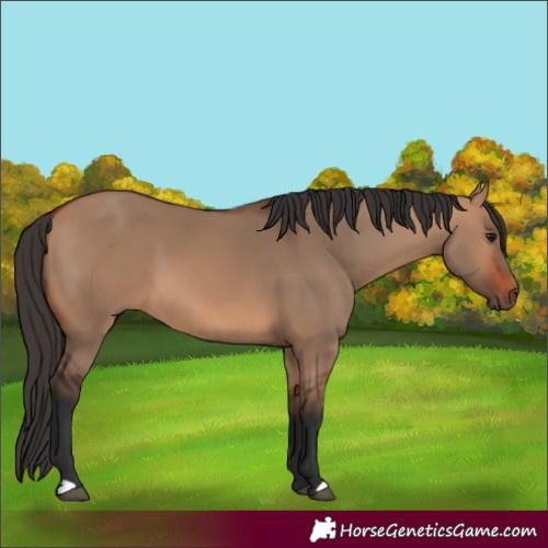 Horse Color:Bay Dun 