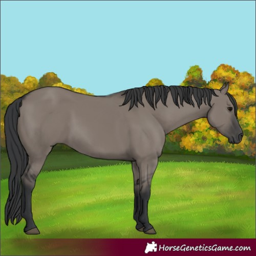 Horse Color:Grullo 