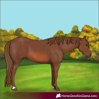 Horse Color:Chestnut 