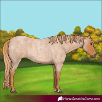 Horse Color:Red Roan 