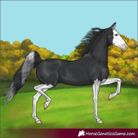 Horse Color:Black Splash