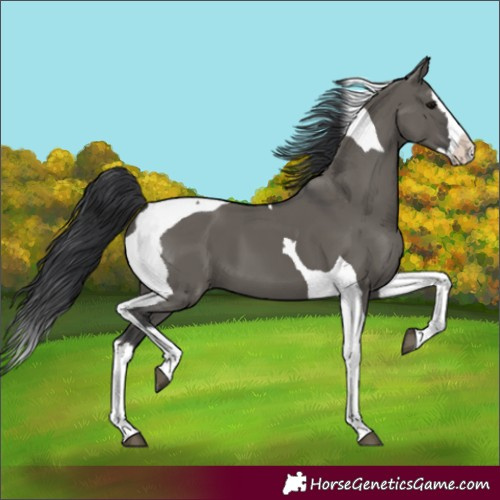 Horse Color:Grullo Splash Tobiano 
