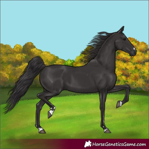Horse Color:Smoky Black 
