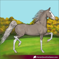 Horse Color:Silver Grullo Splash 