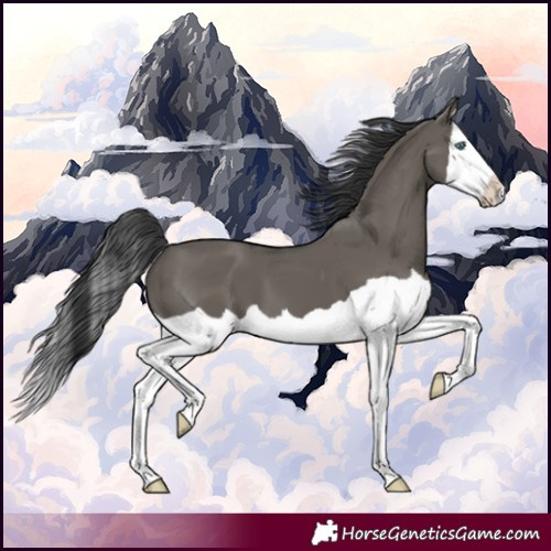 Horse Color:Grullo Splash 