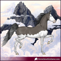 Horse Color:Grullo Splash 