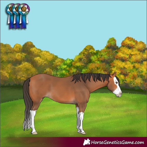 Horse Color:Bay Splash 