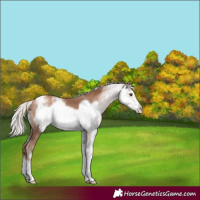 Horse Color:Silver Black Pearl Sabino Frame 