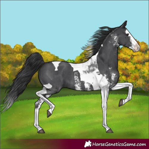 Horse Color:Unknown 