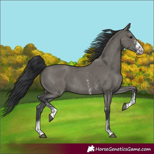 Horse Color:Unknown 