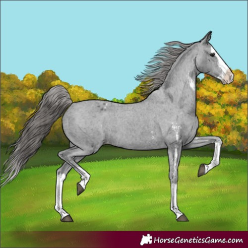 Horse Color:Unknown 