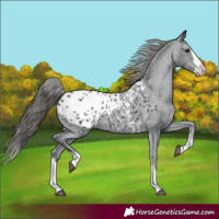 Horse Color:Black Sabino Splash Blanket