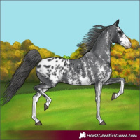 Horse Color:Black Sabino Appaloosa 