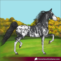 Horse Color:Black Sabino Appaloosa 