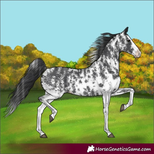 Horse Color:Black Sabino Splash 